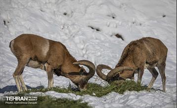 حیات وحش تهران  45