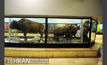 موزه حیات وحش پردیسان 26