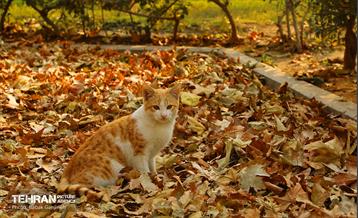 گذرگاه های پاییزی پایتخت - منطقه 13