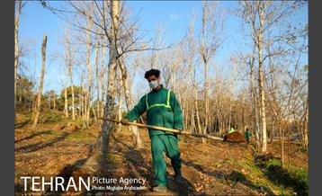 کاشت 2200 اصله نهال در بوستان جنگلی چیتگر 2