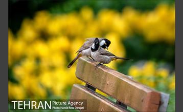 لاله های باغ ایرانی 13