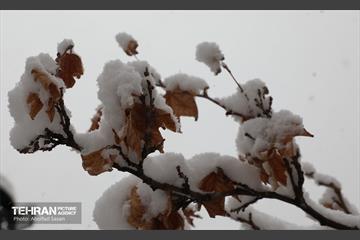روز برفی در منطقه 8