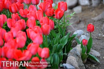روش گل های لاله در باغ ایرانی 25