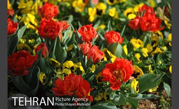 رویش گل های لاله در پارک شهر 15