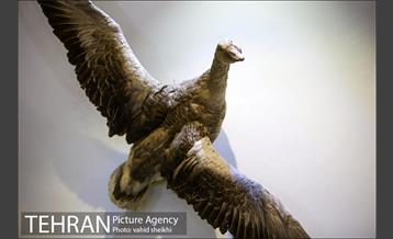 موزه طبیعت و حیات وحش دارآباد 14