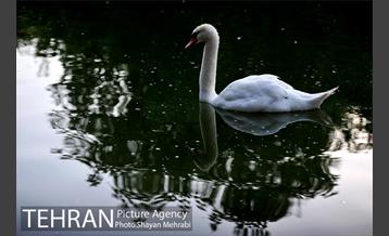 باغ پرندگان تهران 45