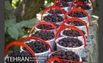 فصل برداشت توت از باغات سولقان 23