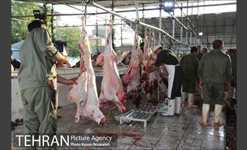 عرضه دام زنده در منطقه 19 شهرداری تهران 5