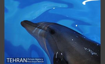 دلفیناریوم برج میلاد 26