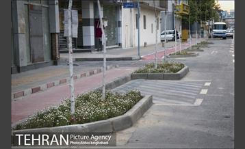 پارک خودرو‌ بین درختان چنار 21