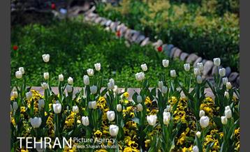 رویش گل های لاله در باغ ایرانی 5
