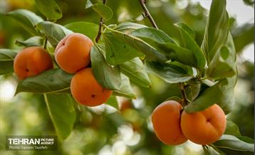 چهارمین جشنواره خرمالوی کن 17