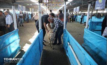 بازدید از مرکز عرضه بهداشتی دام ویژه عید قربان 16