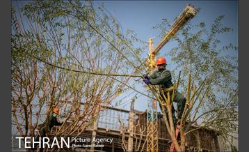 آغاز فصل هرس درختان 11