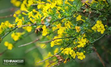 باغ گیاه‌شناسی 39