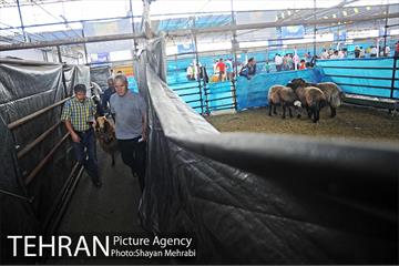 بازدید معاونین شهردار از جایگاه های عرضه دام زنده 21