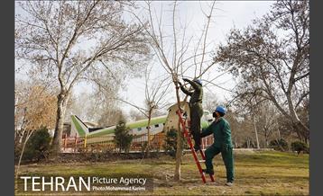 آغاز فصل هرس درختان- 3