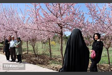 شکوفه‌های بهاری در بوستان سمن‌ها 20