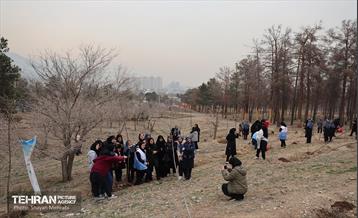 کاشت 2000 نهال مثمر در بوستان جنگلی چیتگر 39