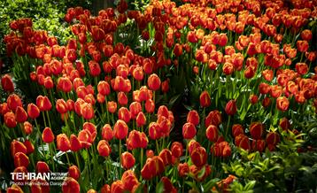 لاله های باغ ایرانی 1