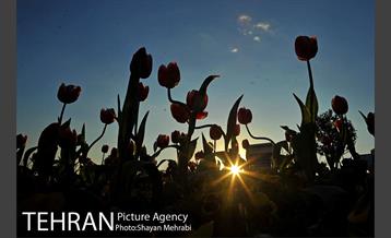 برج میلاد میزبان لاله های بهاری و تخم مرغ های رنگی 14