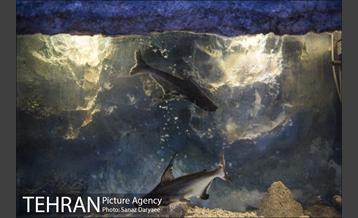 موزه طبیعت و حیات وحش ایران دارآباد‎ 5