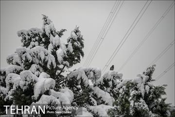 برف زمستانی پارک جمشیدیه 9