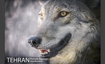 زندگی در قفس 17