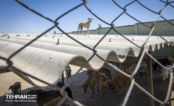 مهربانی با سگ های بدون صاحب 31