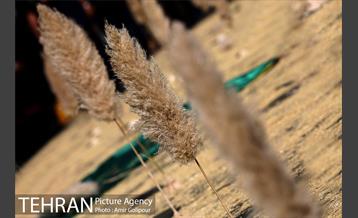 مراسم آتش زدن خیمه ها در ظهر عاشورا‎ 3