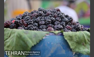 دومین جشنواره شاتوت دردهستان سولقان 3