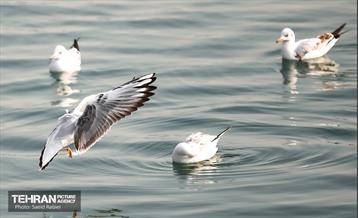 پرندگان مهاجر دریاچه چیتگر 3