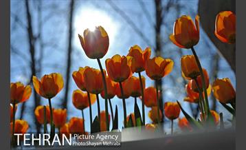 رویش گل های لاله در پارک ملت 14