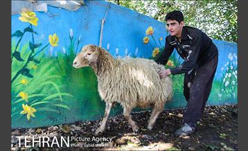 بازار فروش دام در محله طرشت به مناسبت عید قربان 6