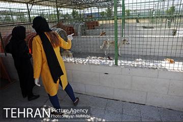 نقاهتگاه سگ های بدون صاحب واقع در آراد کوه 45