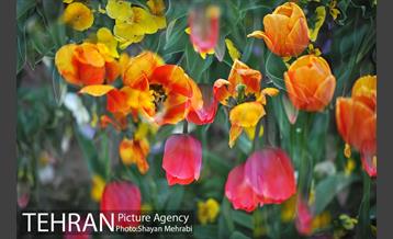 رویش گل های لاله در میدان آزادی 43