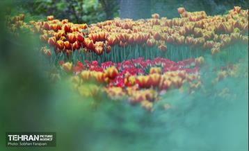 لاله‌ها میهمان باغ ایرانی 31