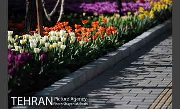 پیاده راه لاله مادران 32
