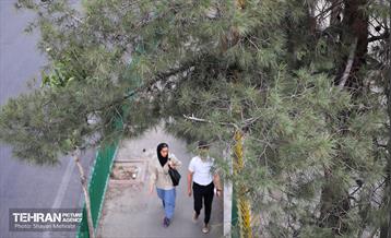 وزرش باد و طوفان در تهران 12