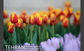 پیاده راه لاله مادران 46