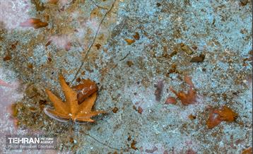 سمفونی رنگ های پاییزی - کاخ سعدآباد 3