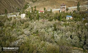دومین جشنواره شکوفه‌های گیلاس 38