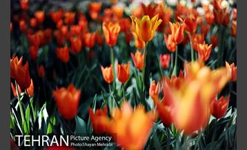 پیاده راه لاله مادران 25