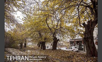 پاییز زیبای منطقه کن 1