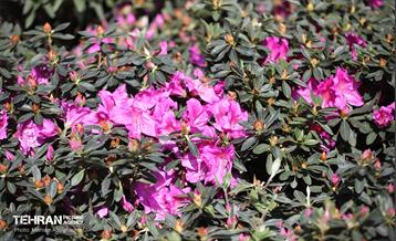 بازار گل شهید محلاتی در آخرین روزهاى سال 6