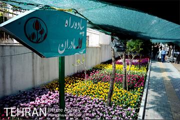 پیاده راه لاله مادران 38