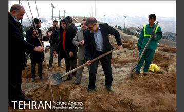 کاشت ۱۰۰ هزار اصله نهال در پارک جنگلی تلو 17