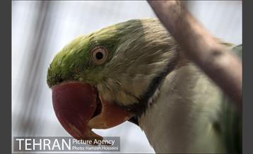 باغ پرندگان تهران 24