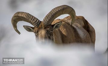 حیات وحش تهران  30