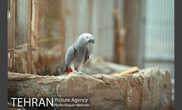 باغ پرندگان تهران 31